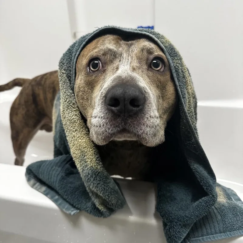 An adult large-sized male Brindle Pit Bull Terrier dog named Thunderstruck for adoption in Warrensburg, MO