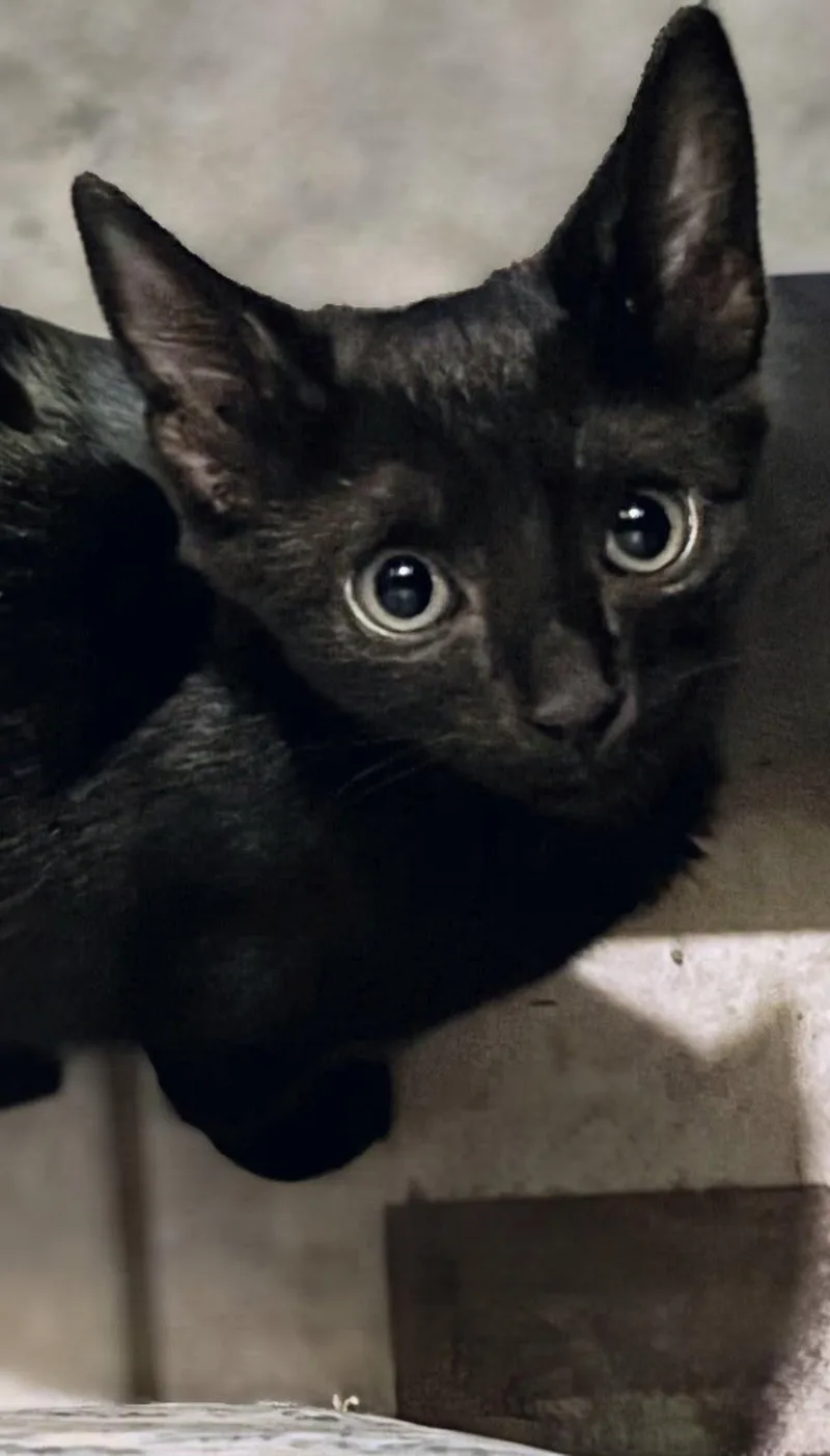 A baby medium-sized female Black Domestic Short Hair cat named Nori for adoption in Honolulu, HI