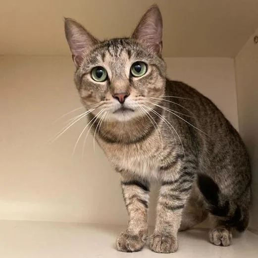 An adult medium-sized male Brown / Chocolate Domestic Short Hair cat named Monarch for adoption in Dayton, OH