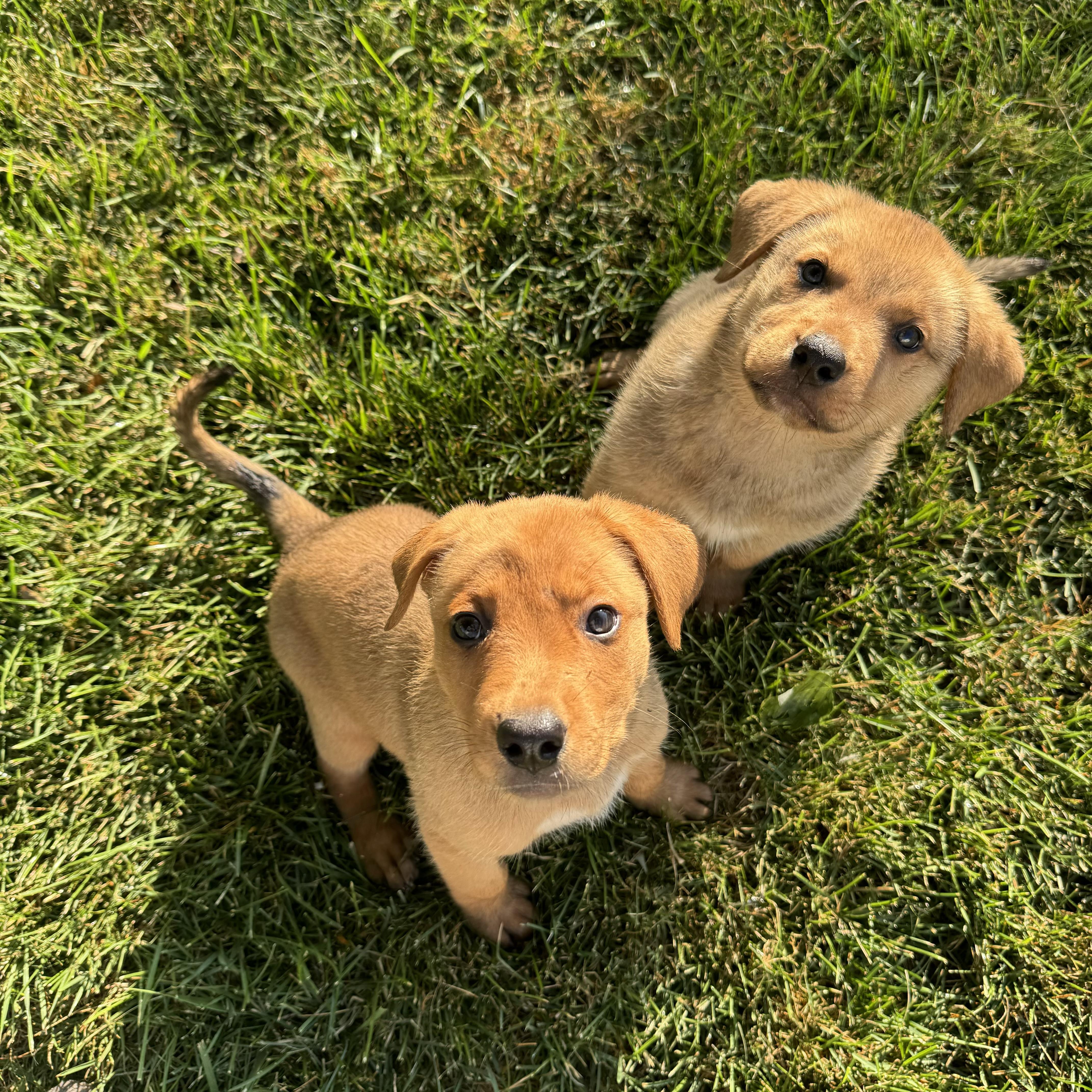 A baby large-sized female Labrador Retriever dog named Churro for adoption in China Township, MI