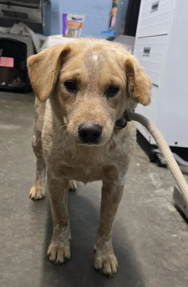 An adult medium-sized male Cattle Dog dog named Lonestar for adoption in Evansville, IN