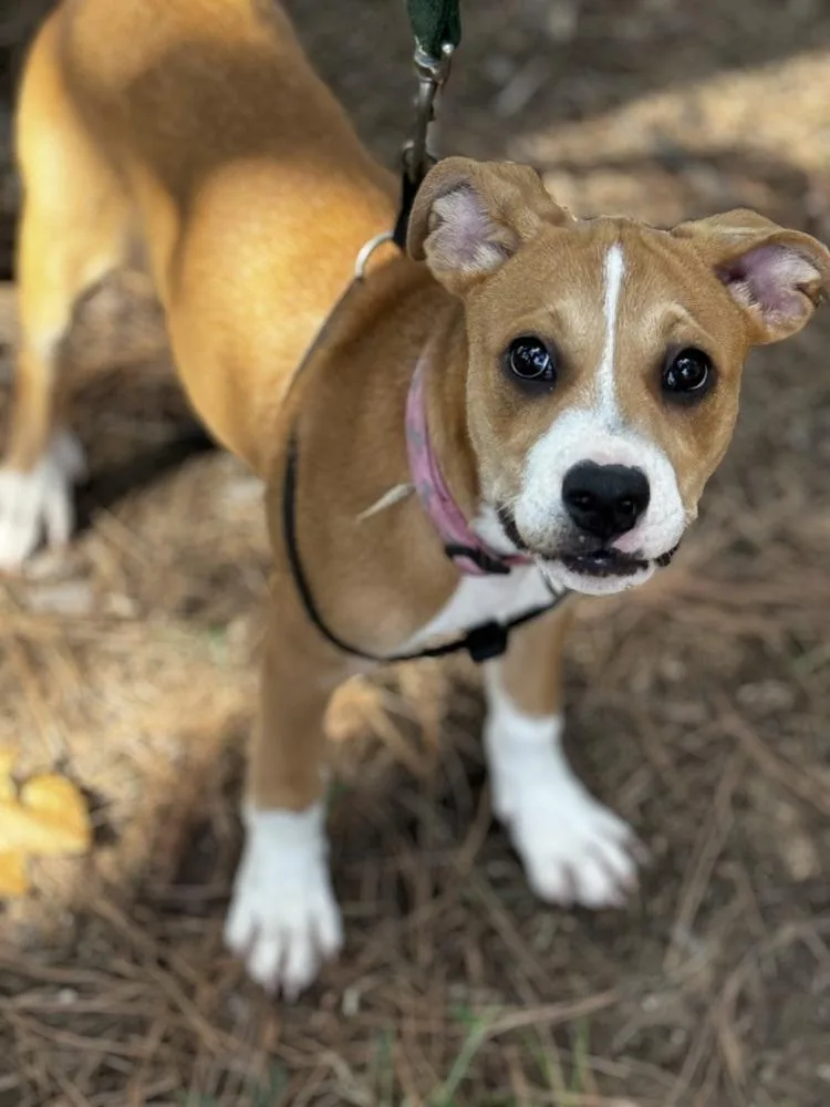 A baby medium-sized female White / Cream Labrador Retriever dog named Ada for adoption in Oklahoma City, OK
