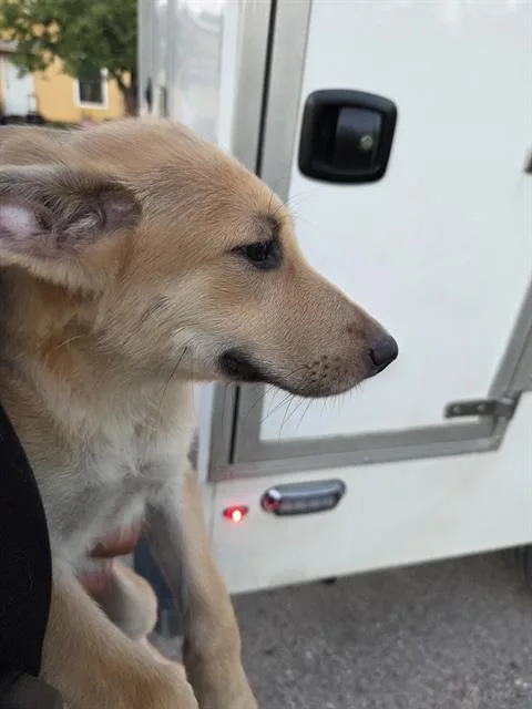 A baby medium-sized female German Shepherd Dog dog named Abby for adoption in San Antonio, TX