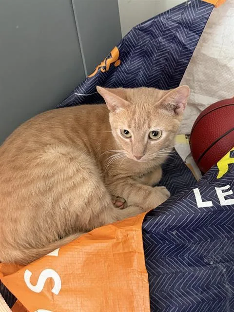 A young medium-sized male Domestic Short Hair cat named Tigger for adoption in Haw River, NC