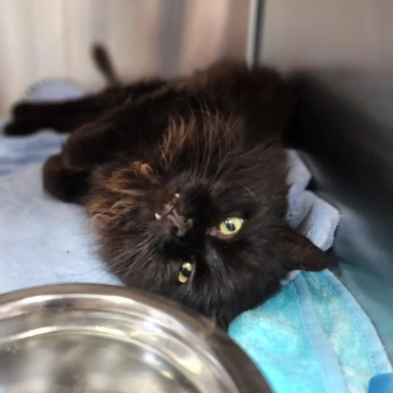 An adult medium-sized male Black Domestic Short Hair cat named Pawl Mccatney for adoption in Dixon, IL