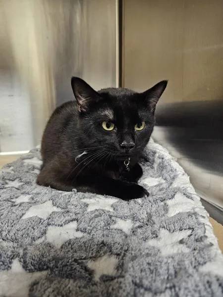 An adult medium-sized male Domestic Short Hair cat named Leviathan for adoption in Kennewick, WA