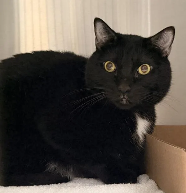 An adult large-sized male Domestic Short Hair cat named Onyx for adoption in Ridgewood, NY