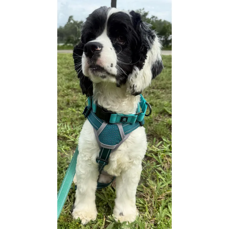 A young medium-sized male Cocker Spaniel dog named Oreo for adoption in Cape Coral, FL