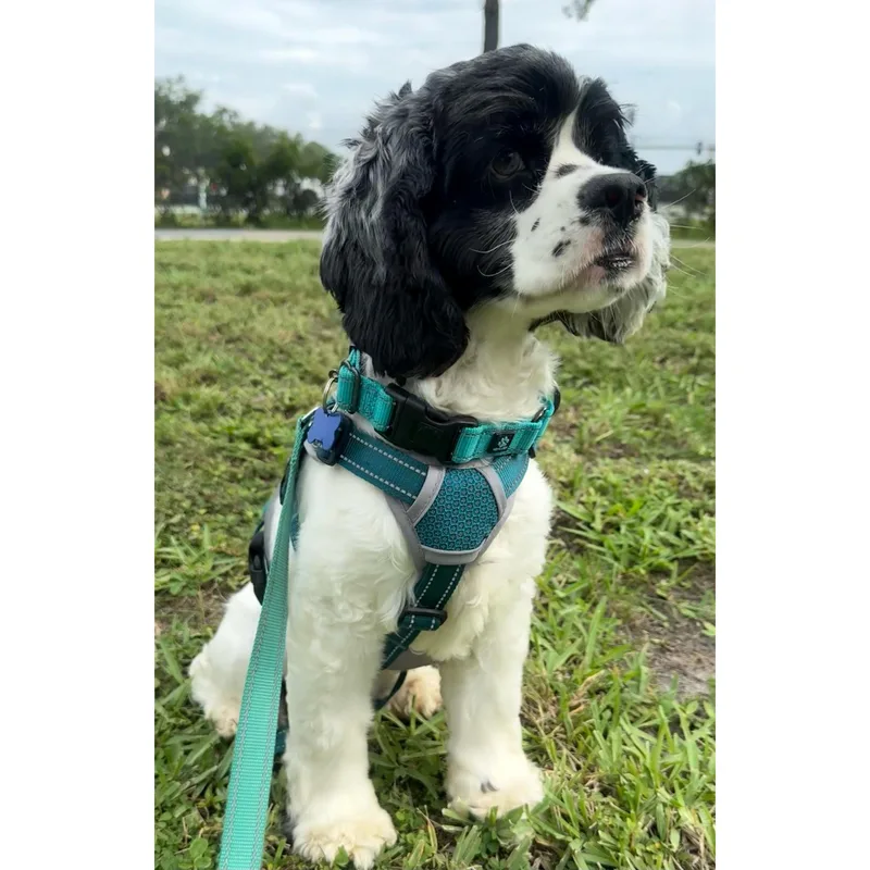 Oreo thumbnail 3