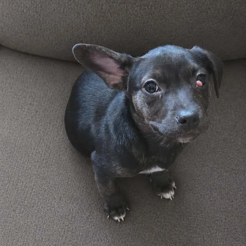 A baby medium-sized female Black Labrador Retriever dog named Buffy for adoption in Brewton, AL