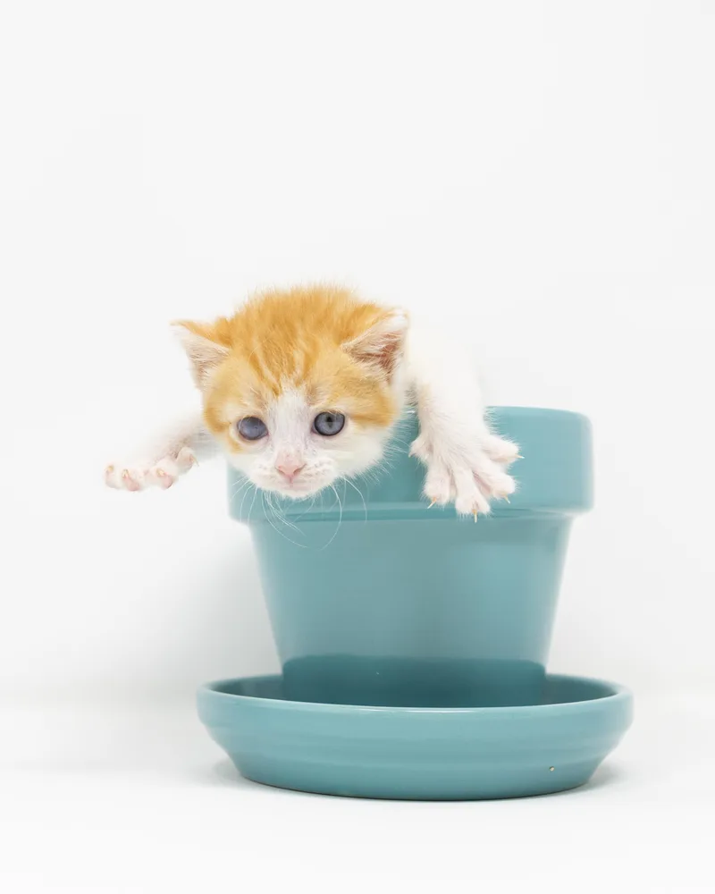 A baby medium-sized female Tabby (Orange / Red) Tabby cat named Ginger Snap for adoption in Trophy Club, TX