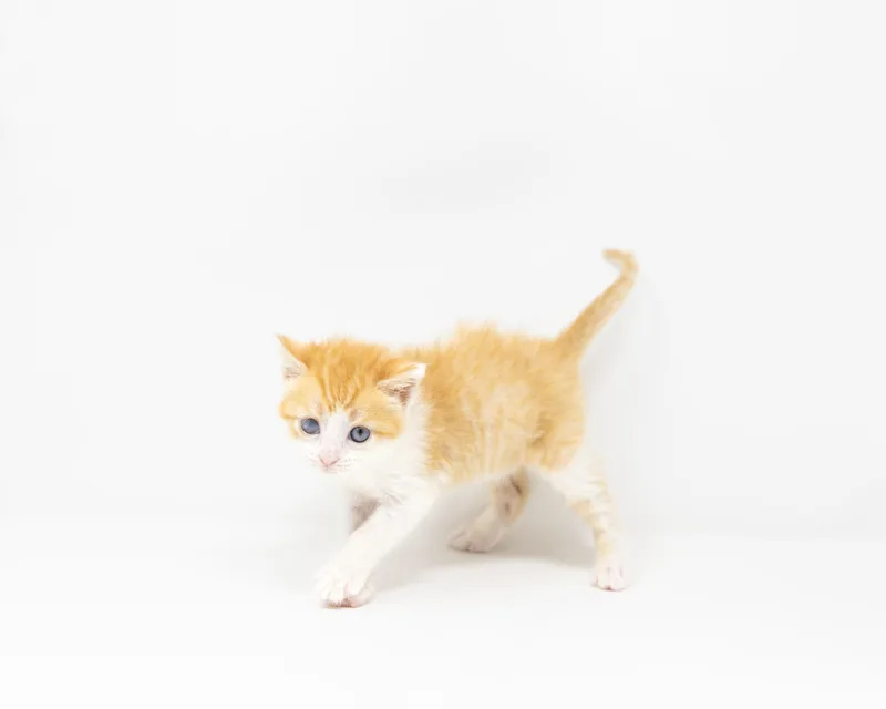 Ginger Snap thumbnail 2