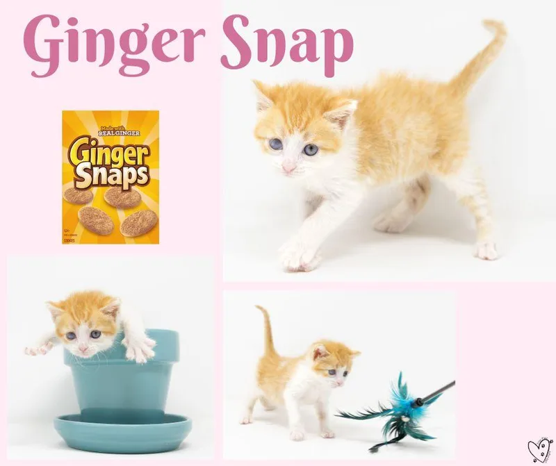 Ginger Snap thumbnail 3
