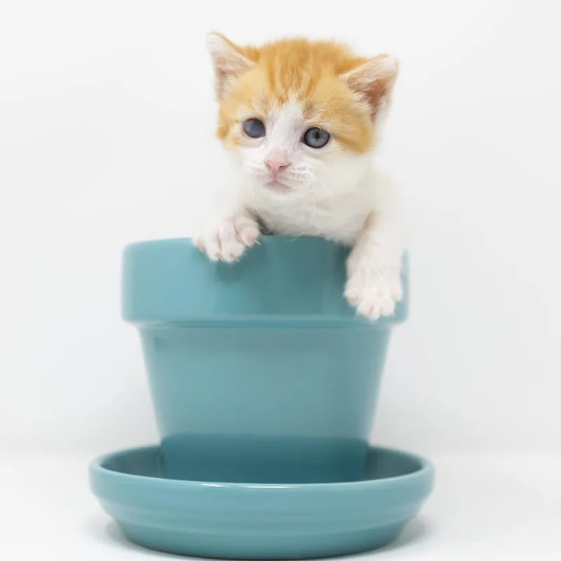 Ginger Snap thumbnail 4