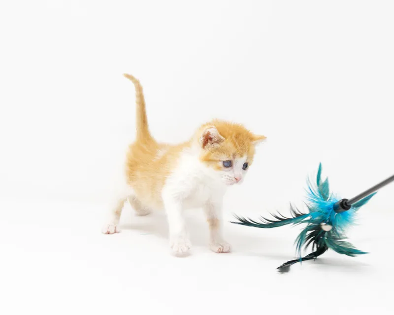 Ginger Snap thumbnail 5