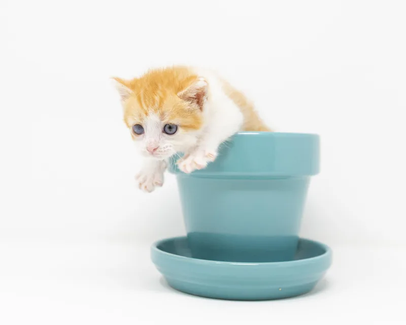 Ginger Snap thumbnail 6