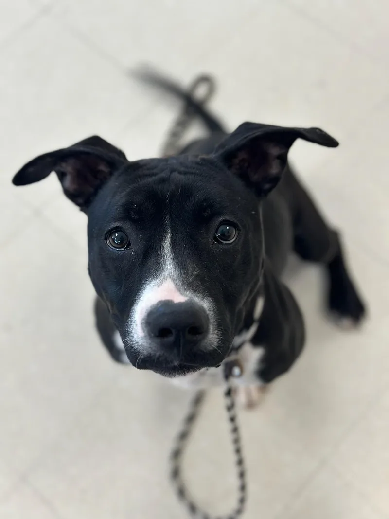 An adult medium-sized female Black Pit Bull Terrier dog named Denali for adoption in Clayton, NJ