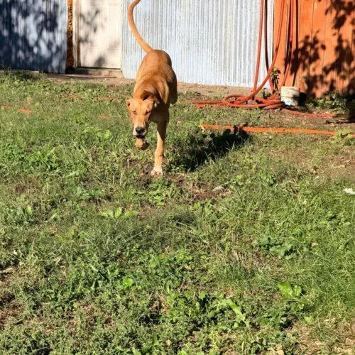 A baby medium-sized male Great Dane dog named Giovanni for adoption in Richmond, MO