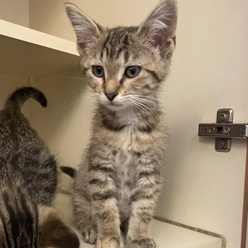 A baby small-sized female Brown / Chocolate Domestic Short Hair cat named Millie Moon for adoption in Dayton, OH