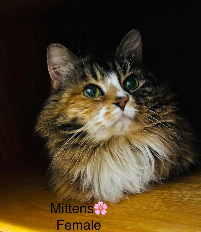 An adult medium-sized female Domestic Long Hair cat named Mittens for adoption in Cumberland, ME