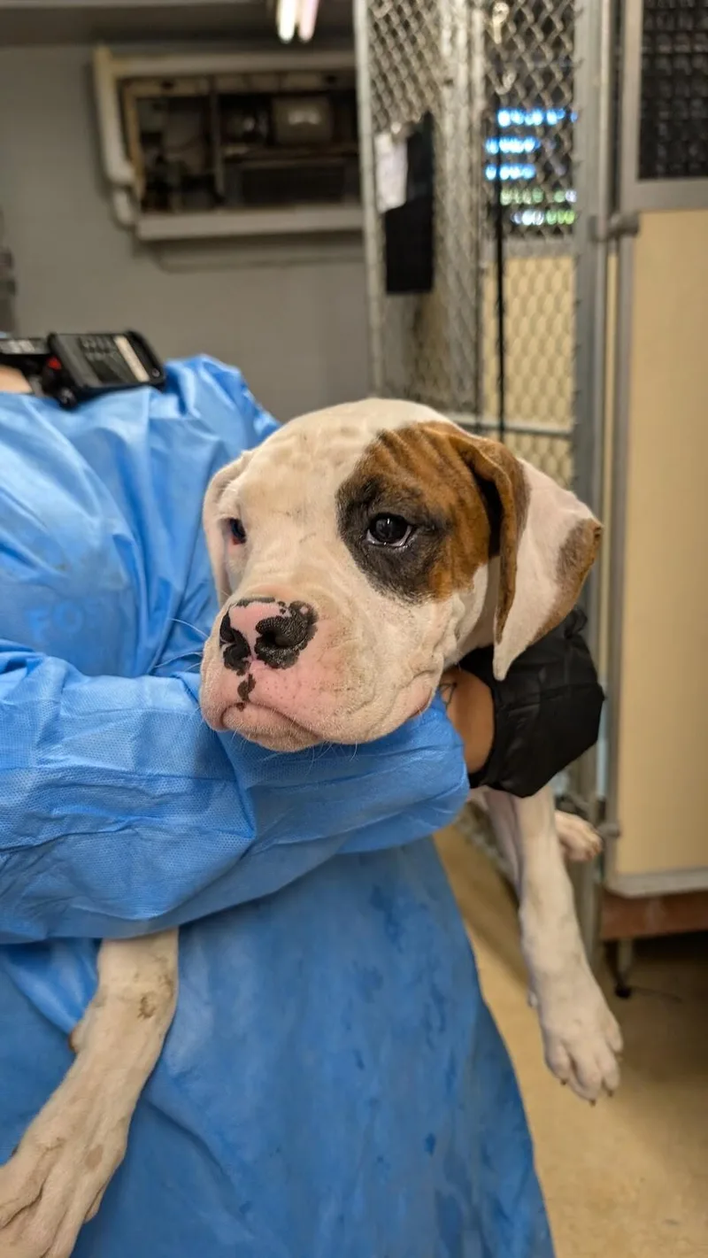 A baby large-sized male Boxer dog named Cincy Spain for adoption in Monticello, NY