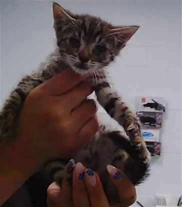 A baby small-sized male Domestic Short Hair cat named Gadget for adoption in Charlotte, NC