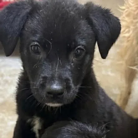 A baby small-sized female Black Wire Fox Terrier dog named Iris for adoption in Palestine, TX