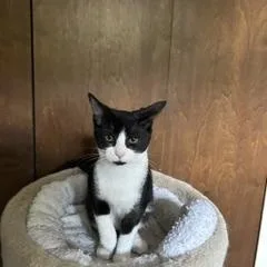 A baby medium-sized female Black & White / Tuxedo Domestic Short Hair cat named Boots for adoption in Clawson, MI