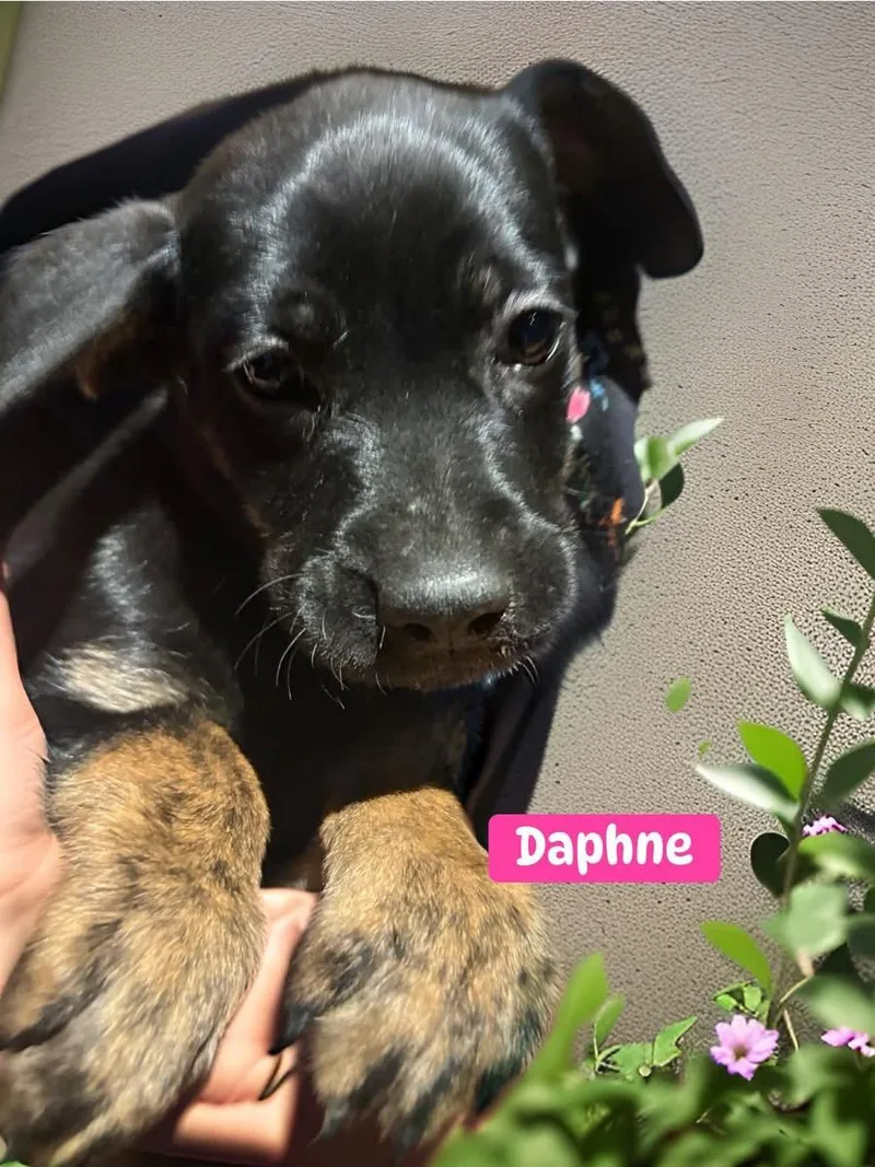 Daphne