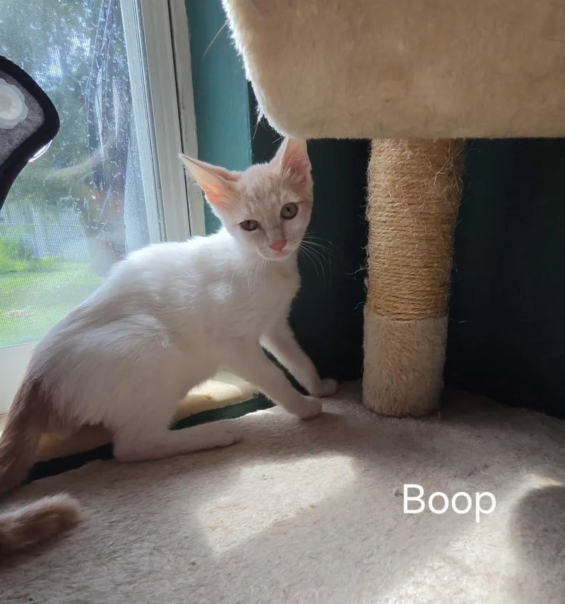 A baby medium-sized male Buff & White Domestic Short Hair cat named Boop for adoption in Oviedo, FL