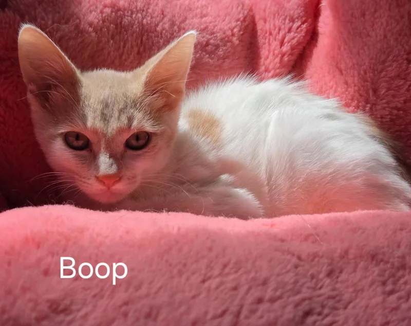 Boop thumbnail 2