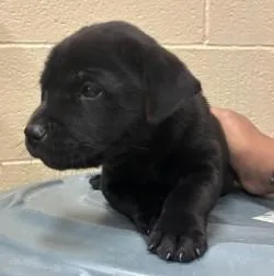 A baby small-sized female Black Chow Chow dog named Hazelnut for adoption in Harlingen, TX