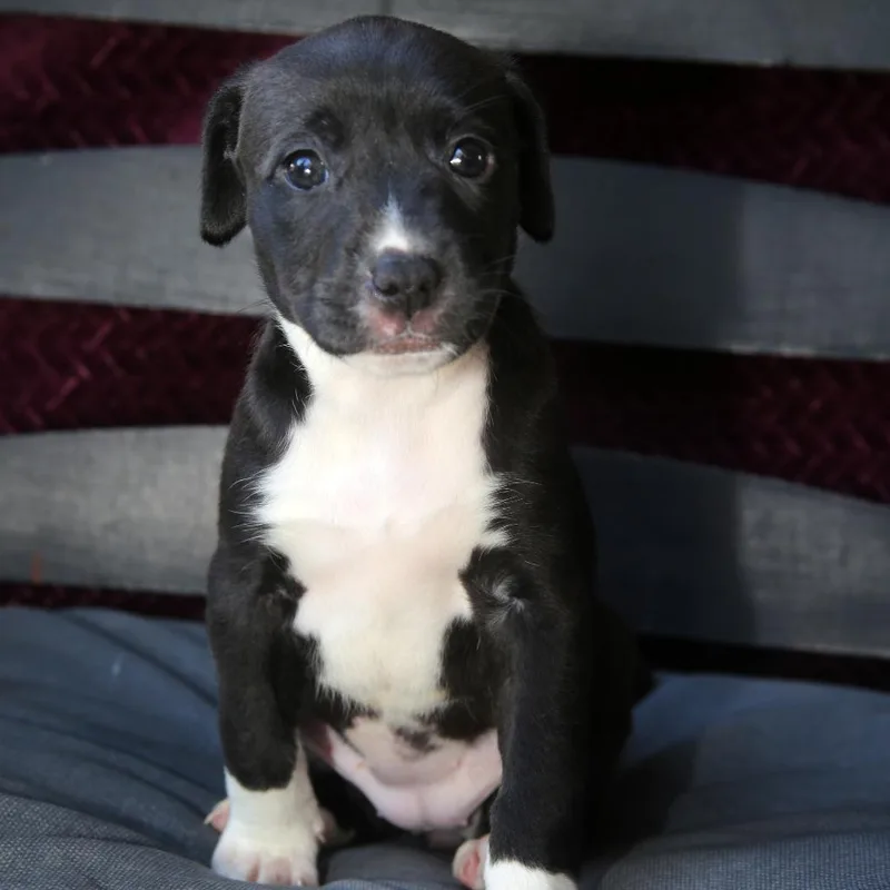 A baby medium-sized female Labrador Retriever dog named Bliss for adoption in Pawling, NY
