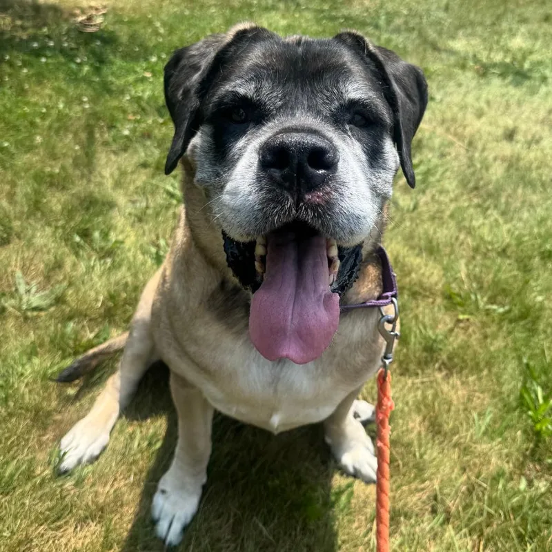 An adult extra large-sized female Mastiff dog named Ruby for adoption in Columbia Station, OH
