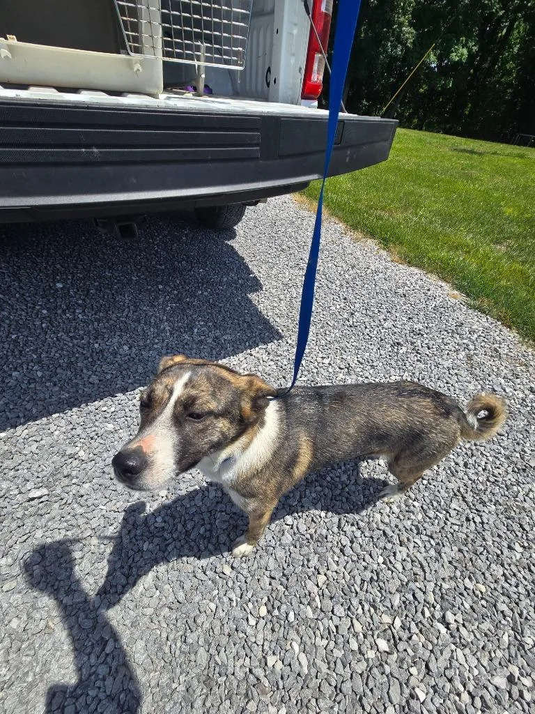 A young medium-sized female Mixed Breed dog named Dakota for adoption in Gallatin, TN