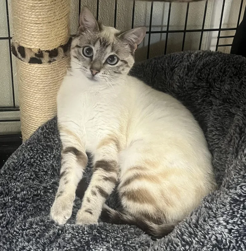 An adult medium-sized female White Siamese cat named Clytie for adoption in Hillsboro, TX
