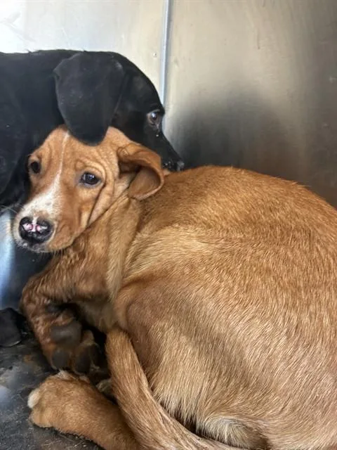A baby large-sized female Beagle dog named Ariel for adoption in Phoenix, AZ