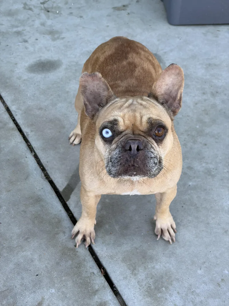 An adult small-sized female French Bulldog dog named Jane for adoption in Corona, CA