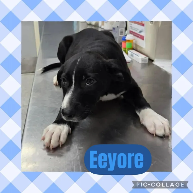 A baby medium-sized male Black Australian Cattle Dog / Blue Heeler dog named Eeyore for adoption in Ringwood, NJ