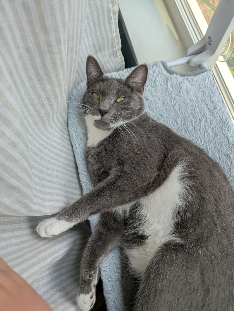 A baby large-sized male Black & White / Tuxedo Domestic Short Hair cat named Junior and Granite for adoption in Seattle, WA
