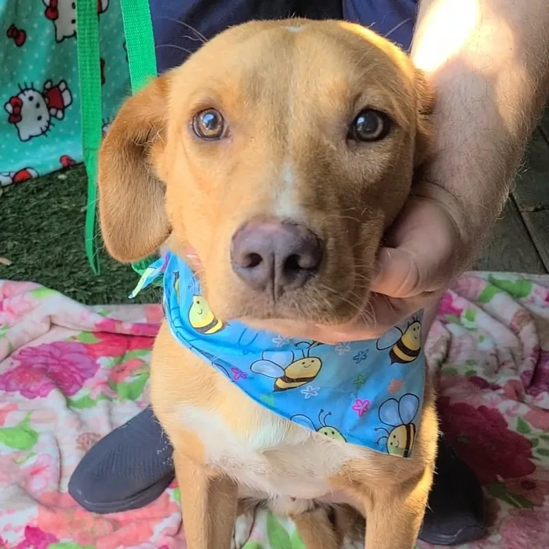 A young medium-sized male Golden Labrador Retriever dog named Joshy for adoption in Woolwich, ME