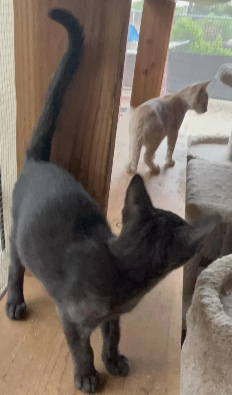A baby medium-sized male Tabby (Orange / Red) American Shorthair cat named Sky Lark for adoption in Moreno Valley, CA