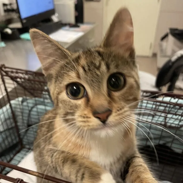 A young small-sized female Domestic Short Hair cat named Rocket for adoption in Chicago, IL