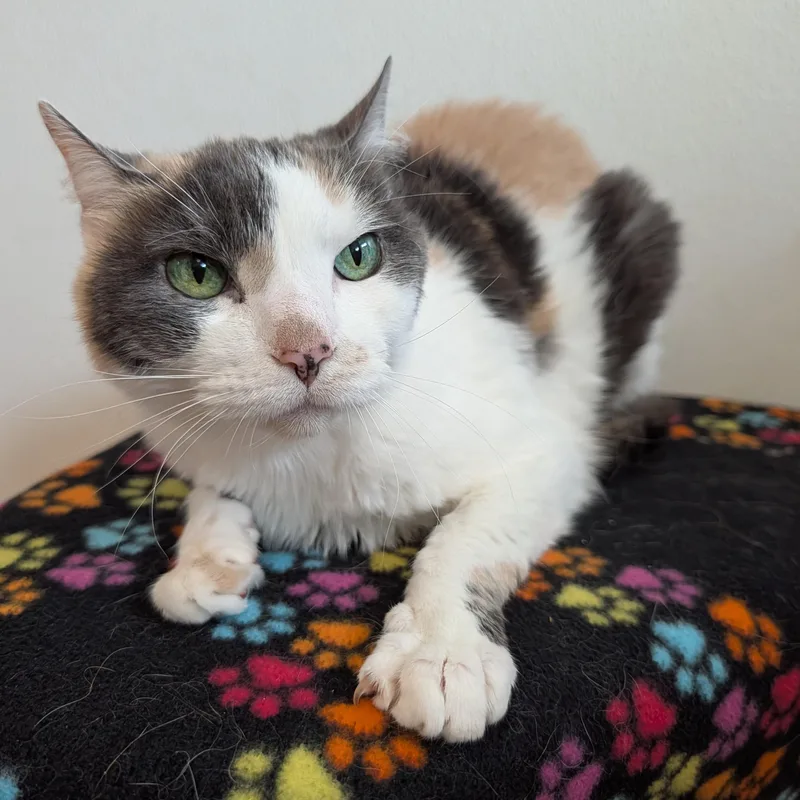 A senior medium-sized female Dilute Calico Domestic Short Hair cat named Iris for adoption in Rochester, MN