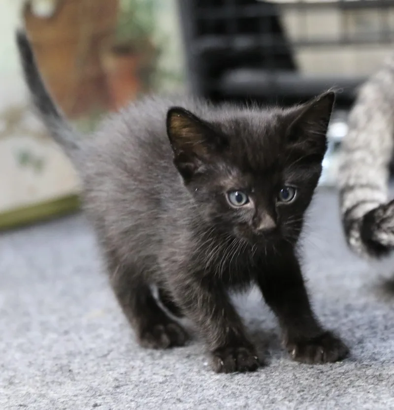 A baby medium-sized male Black Domestic Short Hair cat named Mowgli for adoption in Cut Bank, MT