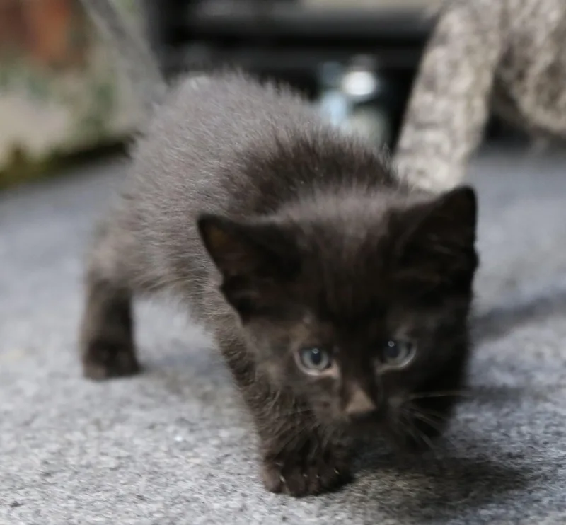 Mowgli thumbnail 3
