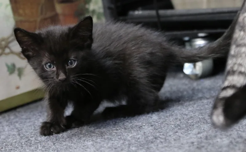 Mowgli thumbnail 5