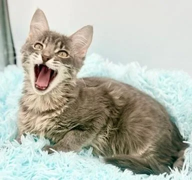 A baby medium-sized male Gray / Blue / Silver Ragdoll cat named Frog for adoption in Covington, LA