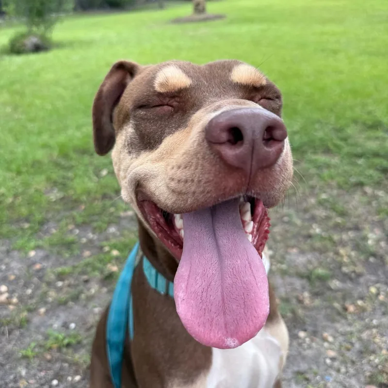 A young medium-sized male Brown / Chocolate Mixed Breed dog named Ansel for adoption in Sarasota, FL