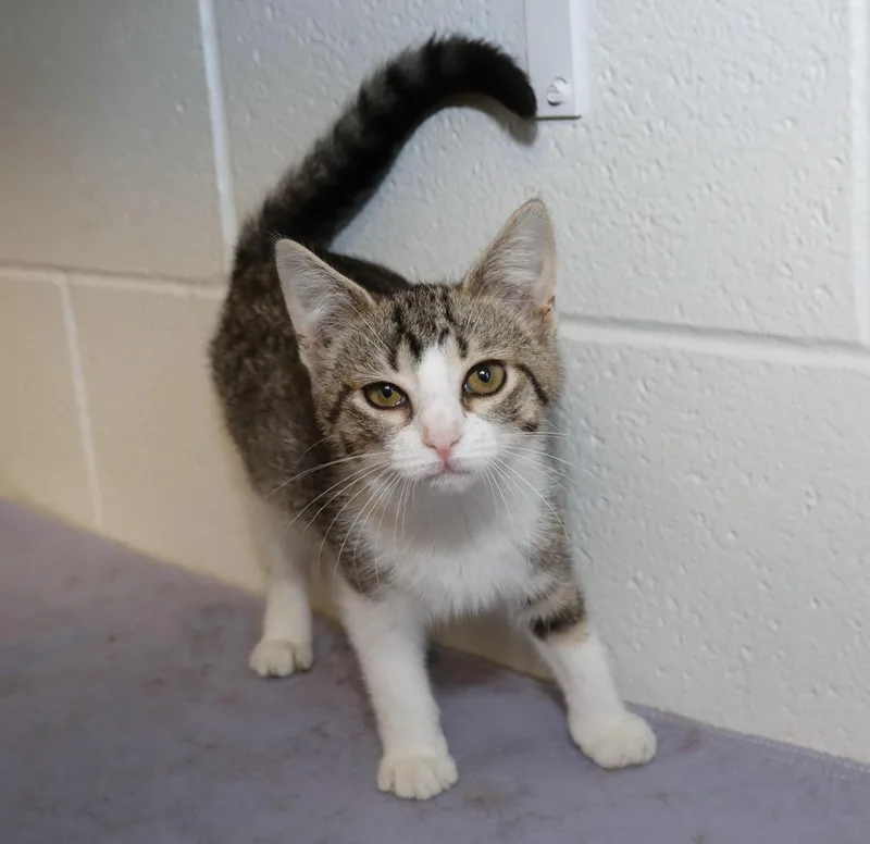 A baby medium-sized female Tabby (Gray / Blue / Silver) Tabby cat named Gracie for adoption in Euclid, OH